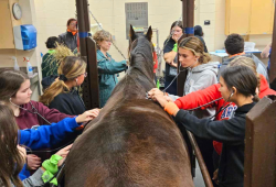 Campers listening to a horse's heartbeat